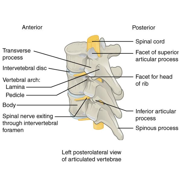 File:Bones and ligaments of the vertebral column (illustrations) (Radiopaedia 42770-45935 None 5).jpg