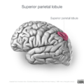 Neuroanatomy- lateral cortex (diagrams) (Radiopaedia 46670-51313 M 1).png
