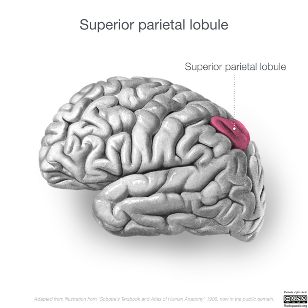 File:Neuroanatomy- lateral cortex (diagrams) (Radiopaedia 46670-51313 M 1).png