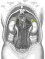 Adrenal glands- Gray's anatomy illustration (Radiopaedia 26449).png