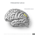 Neuroanatomy- lateral cortex (diagrams) (Radiopaedia 46670-51202 Interparietal sulcus 1).png