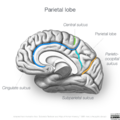Neuroanatomy- medial cortex (diagrams) (Radiopaedia 47208-51763 Pareital lobe 2).png