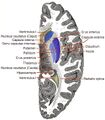 Basal ganglia location - Gray's anatomy illustration (Radiopaedia 36284).jpg