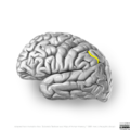 Neuroanatomy- lateral cortex (diagrams) (Radiopaedia 46670-51202 Interparietal sulcus 4).png