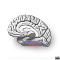 Neuroanatomy- medial cortex (diagrams) (Radiopaedia 47208-58969 I 4).png