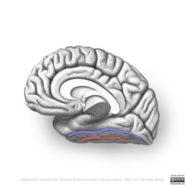 File:Neuroanatomy- medial cortex (diagrams) (Radiopaedia 47208-58969 I 4).png