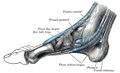 Foot muscle insertions - Gray's anatomy illustration (Radiopaedia 36320).jpg