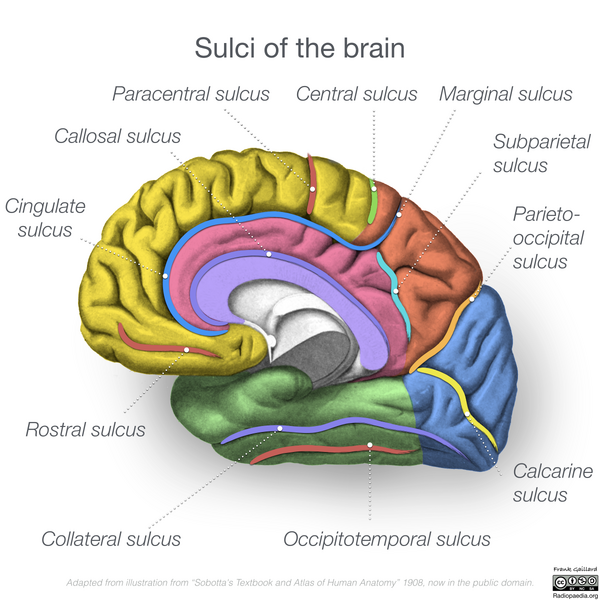 File:Neuroanatomy- medial cortex (diagrams) (Radiopaedia 47208-58969 Whole brain sulci 1).png