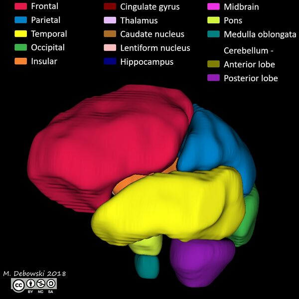 File:Brain lobes - annotated MRI (Radiopaedia 61691-69700 3D reconstruction 35).JPG