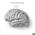 Neuroanatomy- lateral cortex (diagrams) (Radiopaedia 46670-51202 Precentral sulcus 3).png