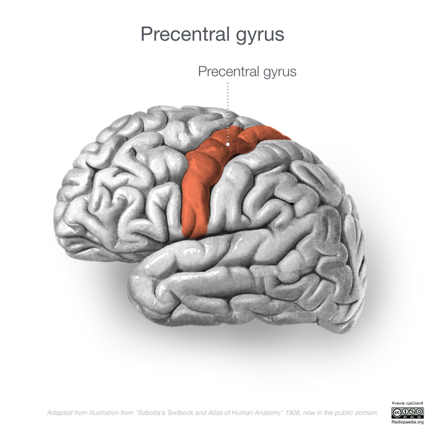 File:Neuroanatomy- lateral cortex (diagrams) (Radiopaedia 46670-51313 Precentral gyrus 1).png