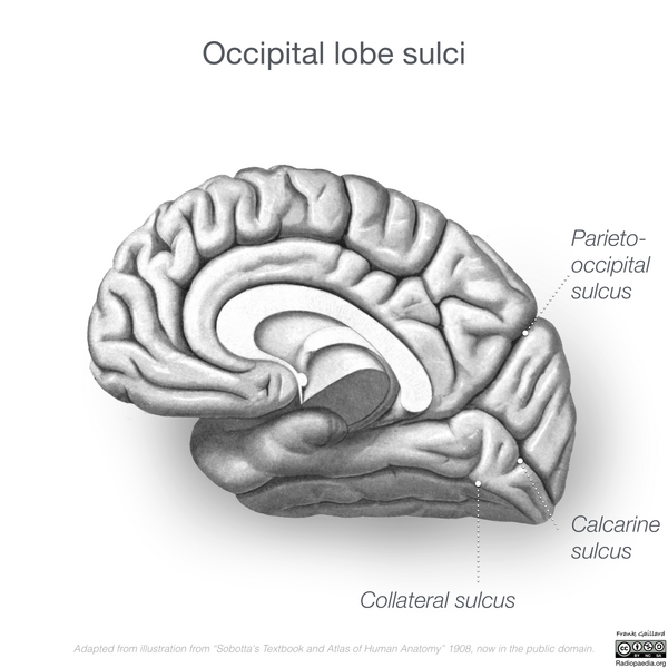 File:Neuroanatomy- medial cortex (diagrams) (Radiopaedia 47208-58969 G 2).png