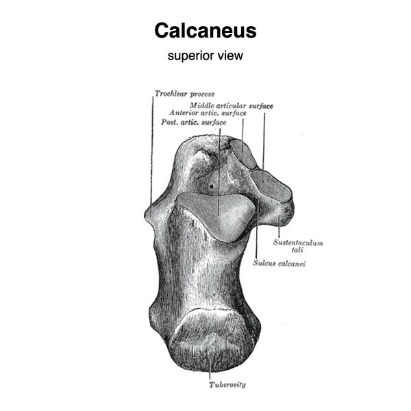 File:Calcaneus (Gray's illustration) (Radiopaedia 83338-97753 A 1).jpeg