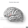 Neuroanatomy- lateral cortex (diagrams) (Radiopaedia 46670-51202 C 1).png