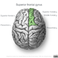 Neuroanatomy- superior cortex (diagrams) (Radiopaedia 59317-66670 B 1).png