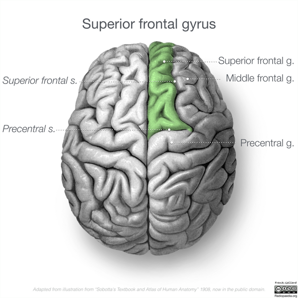File:Neuroanatomy- superior cortex (diagrams) (Radiopaedia 59317-66670 B 1).png