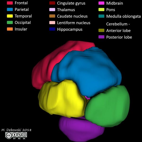 File:Brain lobes - annotated MRI (Radiopaedia 61691-69700 3D reconstruction 52).JPG