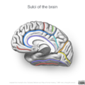 Neuroanatomy- medial cortex (diagrams) (Radiopaedia 47208-58969 Whole brain sulci 5).png