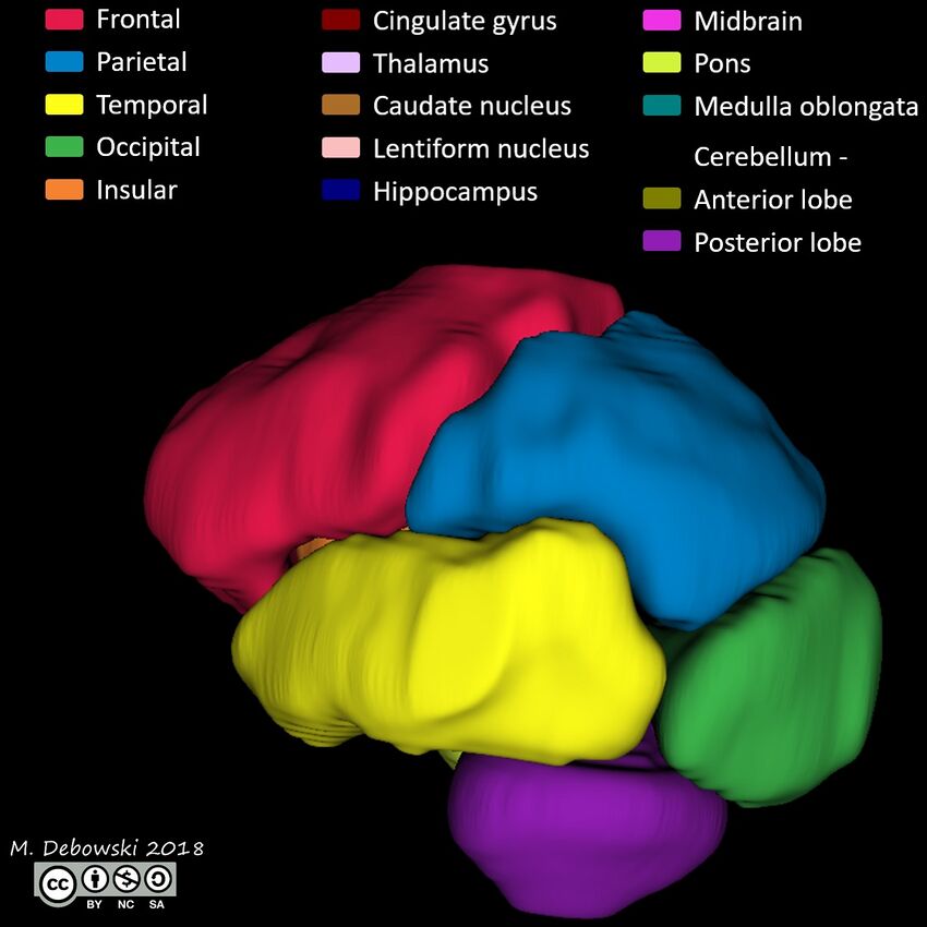 Brain lobes - annotated MRI (Radiopaedia 61691-69700 3D reconstruction 46).JPG