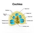 Cochlea - diagram (Radiopaedia 48819-53841 A 1).jpg