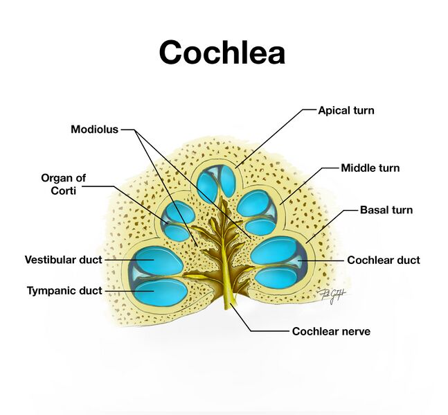 File:Cochlea - diagram (Radiopaedia 48819-53841 A 1).jpg