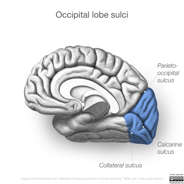 File:Neuroanatomy- medial cortex (diagrams) (Radiopaedia 47208-58969 F 2).png