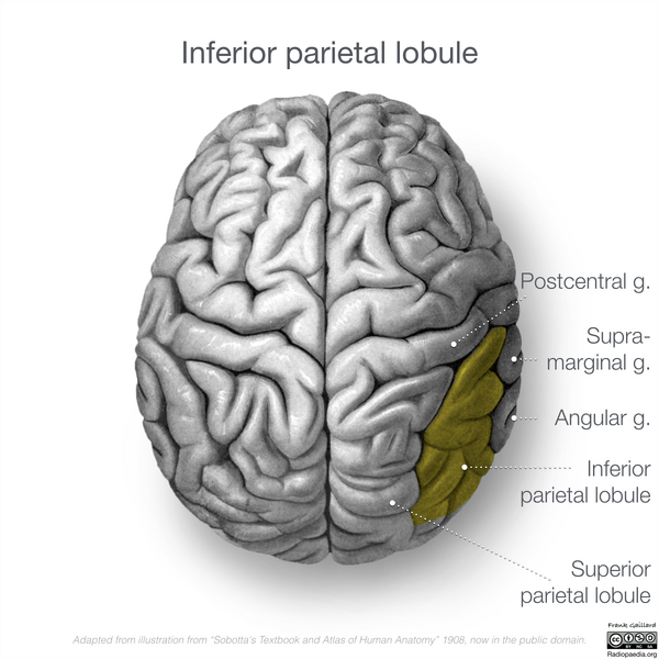 File:Neuroanatomy- superior cortex (diagrams) (Radiopaedia 59317-66671 D 2).png