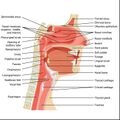 Head and neck anatomy- sagittal illustration (Radiopaedia 45338).jpg