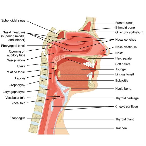 File:Head and neck anatomy- sagittal illustration (Radiopaedia 45338).jpg