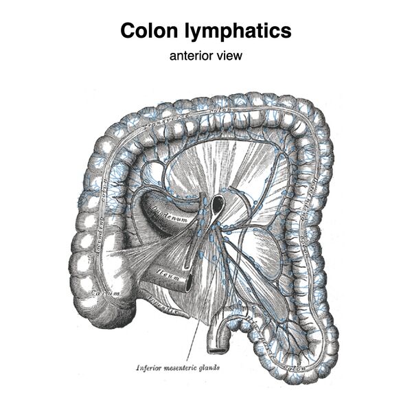 File:Lymphatics of the colon (Gray's illustration) (Radiopaedia 85498).jpeg