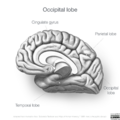 Neuroanatomy- medial cortex (diagrams) (Radiopaedia 47208-51763 J 3).png