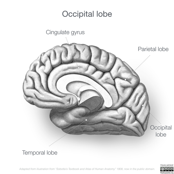 File:Neuroanatomy- medial cortex (diagrams) (Radiopaedia 47208-51763 J 3).png
