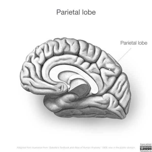 File:Neuroanatomy- medial cortex (diagrams) (Radiopaedia 47208-51763 Pareital lobe 4).png