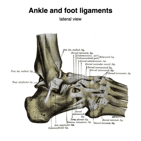 File:Ankle and foot ligaments (Gray's illustrations) (Radiopaedia 85135-100688 B 1).jpeg