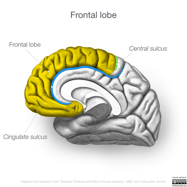 File:Neuroanatomy- medial cortex (diagrams) (Radiopaedia 47208-51763 Frontal lobe 3).png