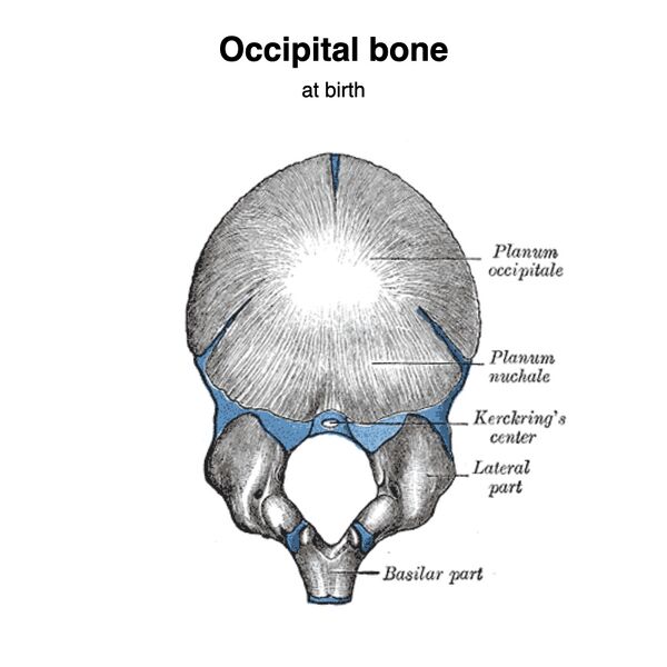 File:Occipital bone (Gray's illustrations) (Radiopaedia 90619-108019 C 1).jpeg