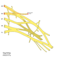 Brachial plexus (diagram) (Radiopaedia 37612-39492 Suprascapular nerve 1).png