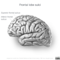 Neuroanatomy- lateral cortex (diagrams) (Radiopaedia 46670-51201 C 8).png