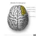 Neuroanatomy- superior cortex (diagrams) (Radiopaedia 59317-66670 Middle frontal gyrus 2).png