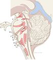 Cranial nerve nuclei (illustration) (Radiopaedia 35981).jpg