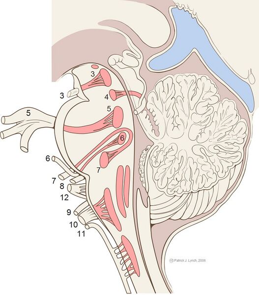 File:Cranial nerve nuclei (illustration) (Radiopaedia 35981).jpg