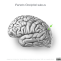 Neuroanatomy- lateral cortex (diagrams) (Radiopaedia 46670-51202 I 2).png