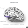 Neuroanatomy- medial cortex (diagrams) (Radiopaedia 47208-52697 Gyrus rectus 1).png