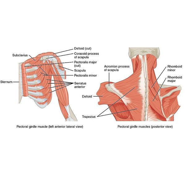 File:Muscles that position that pectoral girdle (diagram) (Radiopaedia 55773).jpg