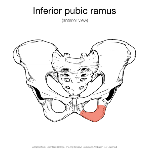 File:Bony pelvis (illustrations) (Radiopaedia 42764-45927 I 1).png