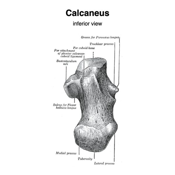 File:Calcaneus (Gray's illustration) (Radiopaedia 83338-97753 B 1).jpeg