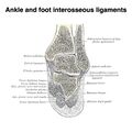 Ankle and foot interosseous ligaments (Gray's illustrations) (Radiopaedia 85137-100690 A 1).jpeg