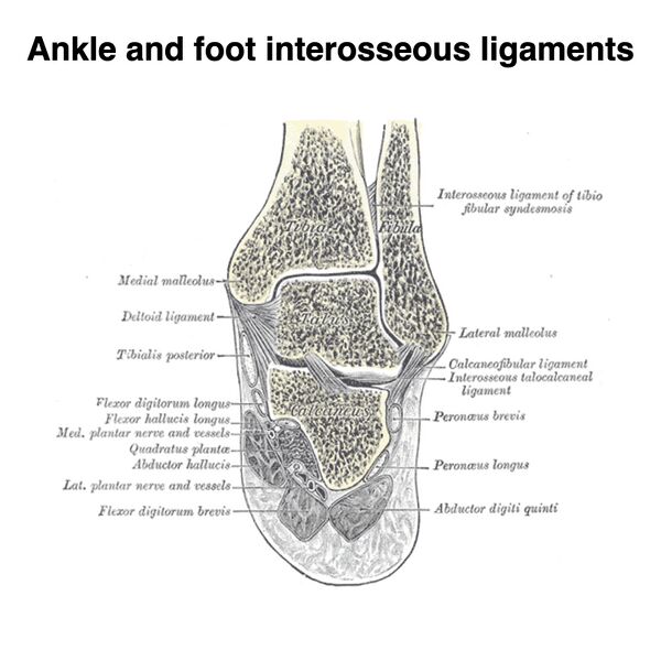 File:Ankle and foot interosseous ligaments (Gray's illustrations) (Radiopaedia 85137-100690 A 1).jpeg
