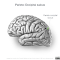 Neuroanatomy- lateral cortex (diagrams) (Radiopaedia 46670-51202 I 1).png