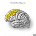 Neuroanatomy- lateral cortex (diagrams) (Radiopaedia 46670-51313 Middle frontal gyrus 3).png